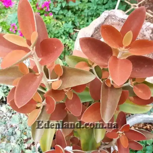 Изображение Каланхоэ оргиалис - Kalanchoe orgyalis