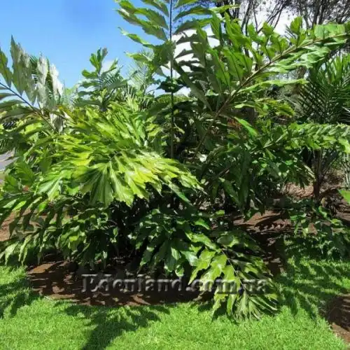 Изображение Валличия (валлихия) продолговатолистная - Wallichia oblongifolia