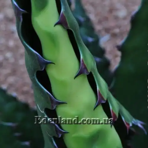 Изображение Агава Джентри - Agave gentryi