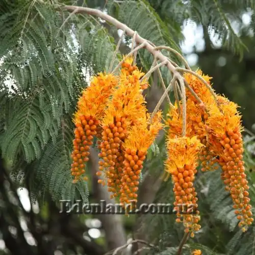 Зображення Кольвілея кістиста - Colvillea racemose