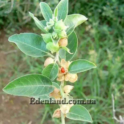 Зображення достигаючі плоди