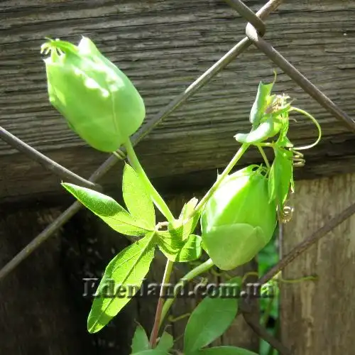 Изображение бутоны