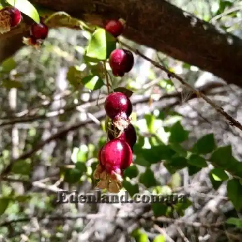 Изображение Лума Чекен - Luma chequen