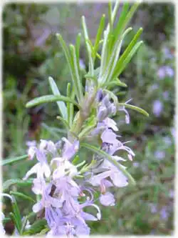 Розмарин Лікарський