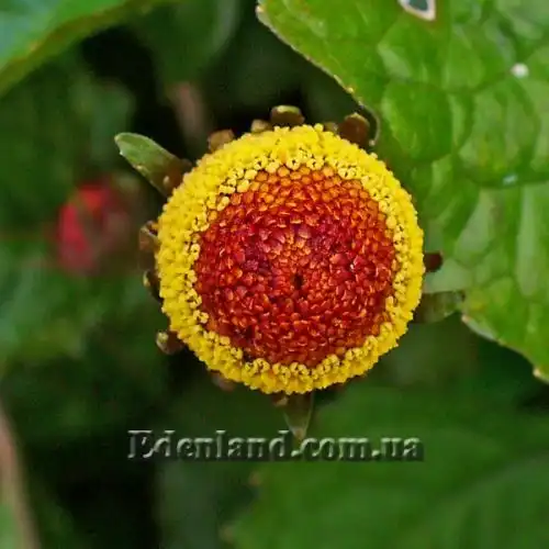 Зображення Спілантес городній - Spilanthes oleracea