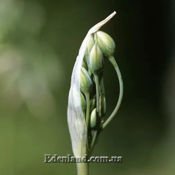 Зображення квіткова брунька