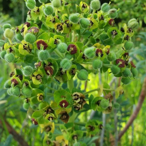 Зображення Молочай (Єуфорбія) середземноморський - Euphorbia Characias