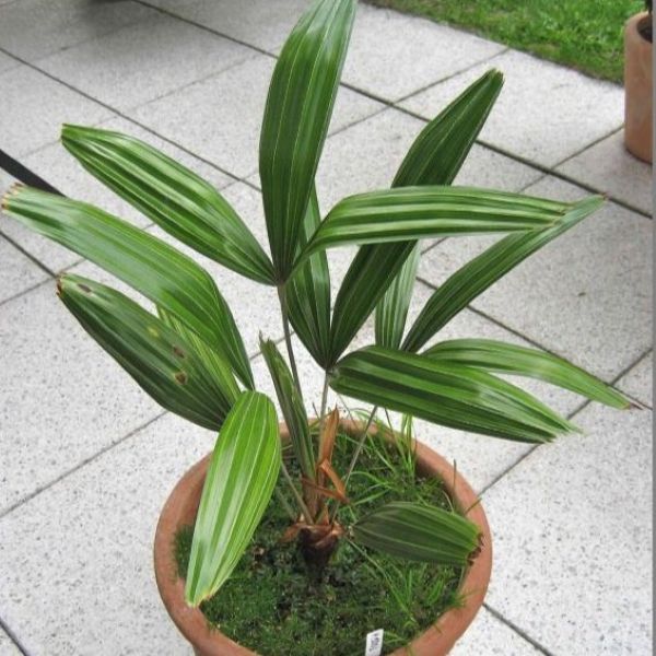 Зображення молода пальма