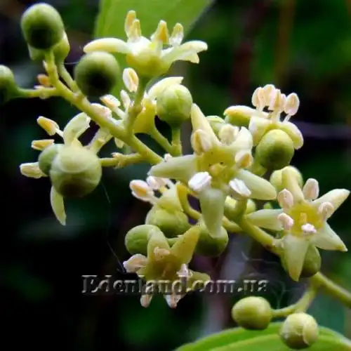 Изображение Целаструс метельчатый - Celastrus paniculatus