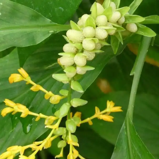 Зображення молоді бульбочки