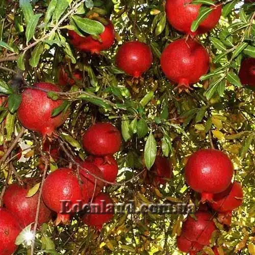 Гранат обыкновенный - Punica granatum