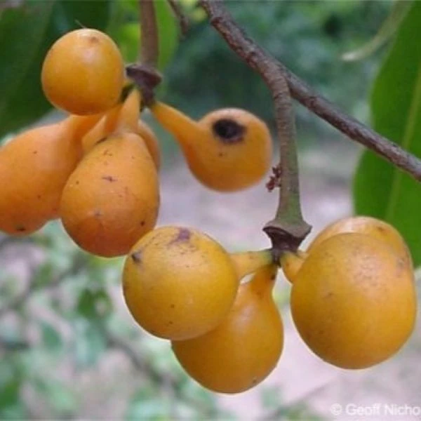 Изображение Увария кафрская  - Uvaria caffra 