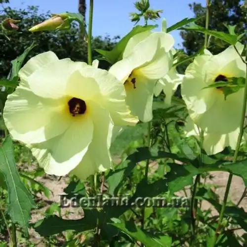 Изображение цветущие кусты