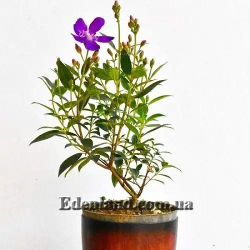 Изображение Меластома малабарская - Melastoma malabathricum