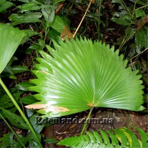 Изображение молодой нераздельный лист