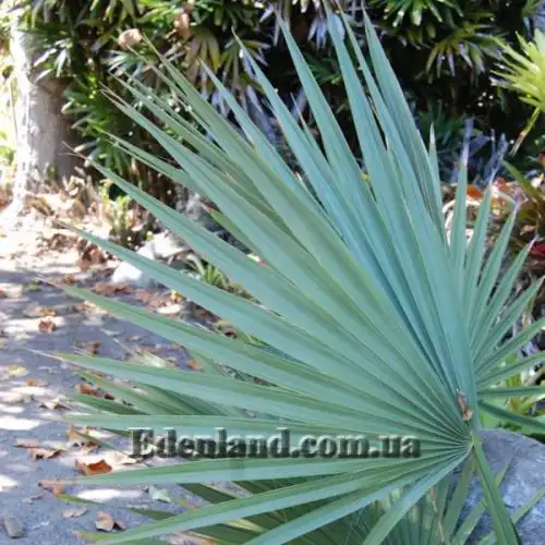 Зображення Сабаль малий - Sabal minor