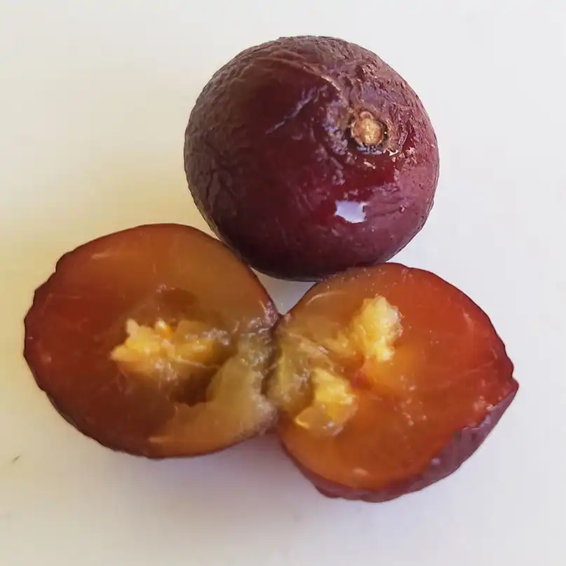 Изображение плоды