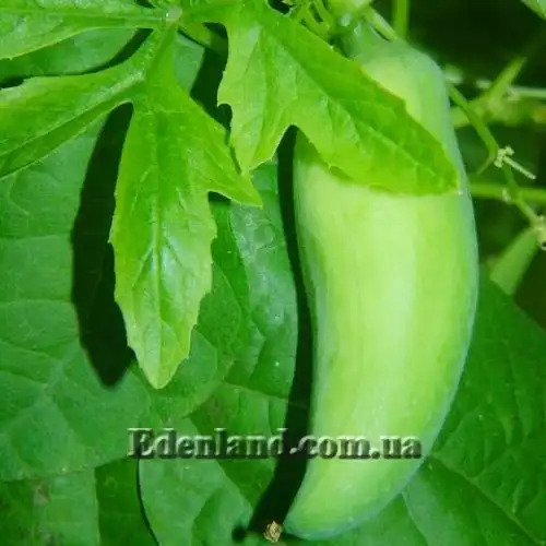 Циклантера стоповидная  - Cyclanthera pedata