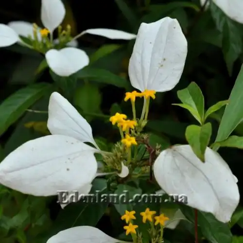 Зображення Мусенда Сандера - Mussaenda sanderiana 