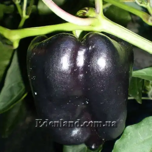 Изображение Перец сладкий Черный конь