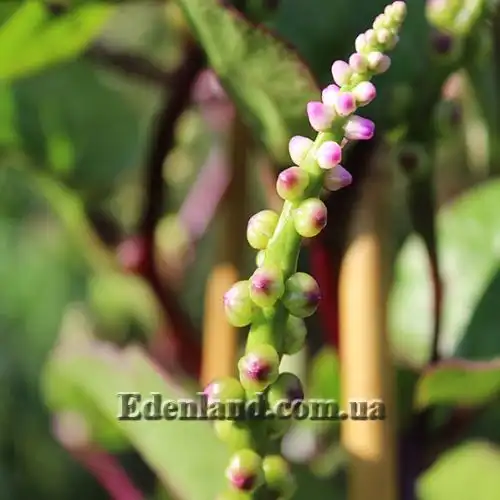 Изображение Базелла белая (красная) - Basella alba (rubra)