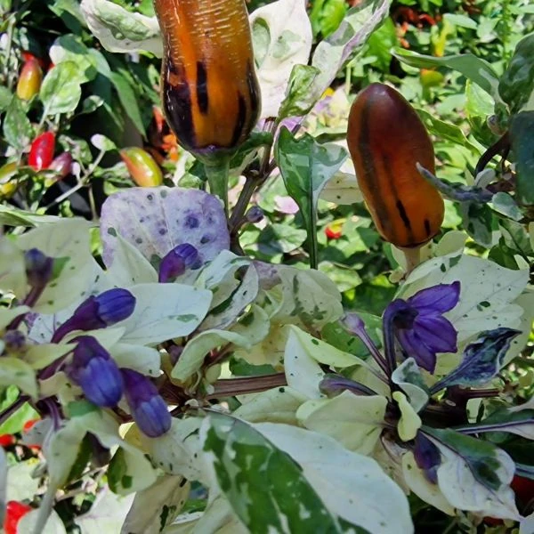 Зображення Перець гострий Халапеньо Тигр - Capsicum annuum ‘Jalapeño Tiger’ 