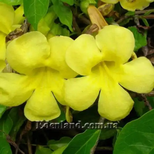 Изображение цветок