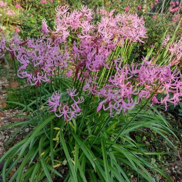 Зображення Неріне хвиляста - Nerine undulata 