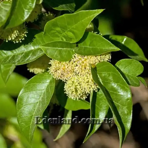 Изображение цветение