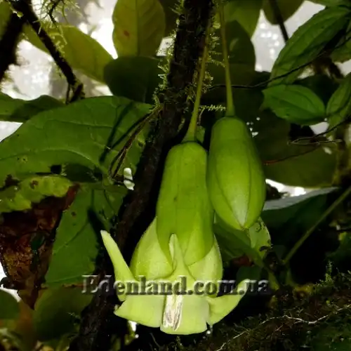 Изображение Трианея красивая - Trianaea speciosa