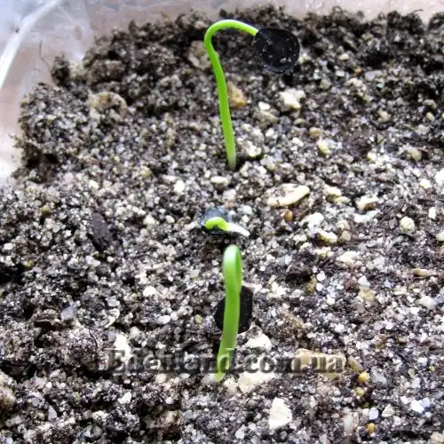 Изображение всходы