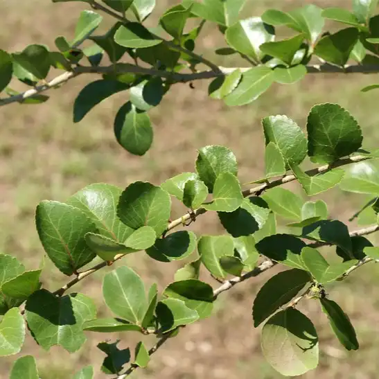 Изображение листья