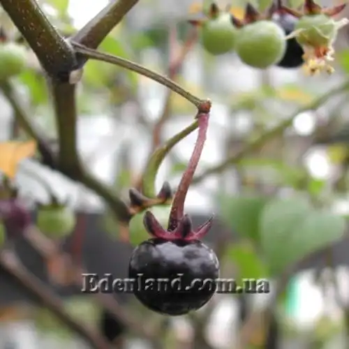 Изображение Джалтомата бошиана  - Jaltomata bohsiana 