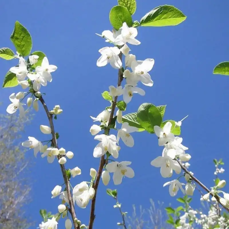 Изображение цветение