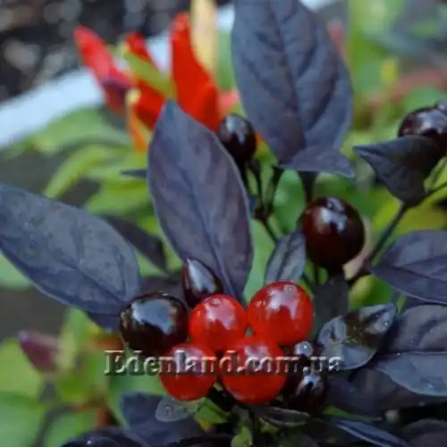 Изображение Перец Черная жемчужина - Capsicum Black Pearl    