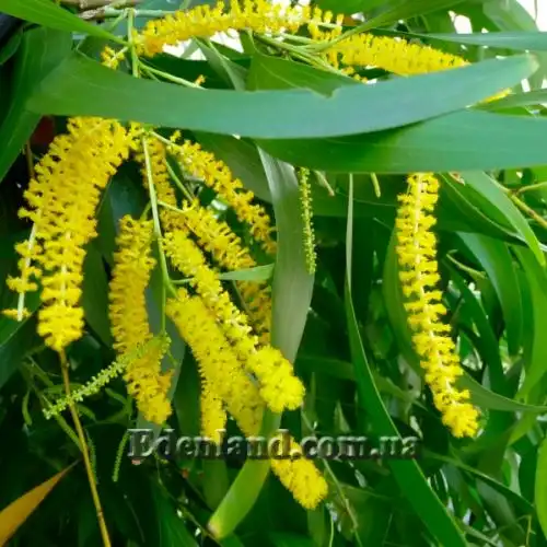 Зображення Акація вушкоподібна - Acacia auriculiformis