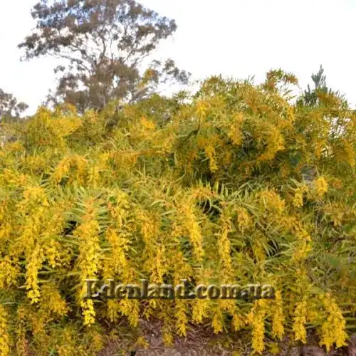 Изображение Акация крупножелезчатая - Acacia macradenia