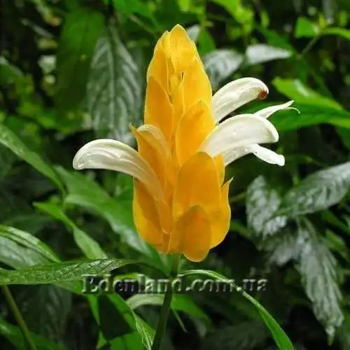 Изображение Пахистахис желтый - Pachystachys lutea