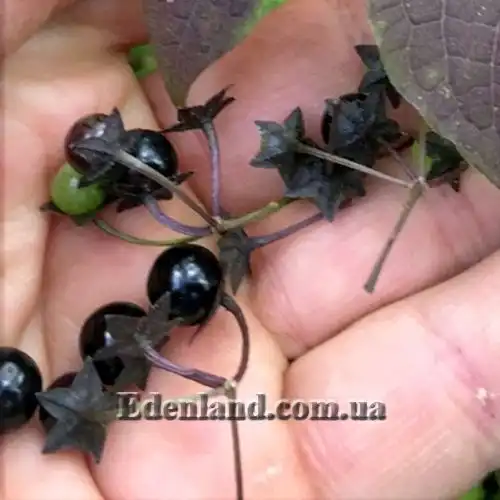 Изображение Джалтомата бошиана  - Jaltomata bohsiana 