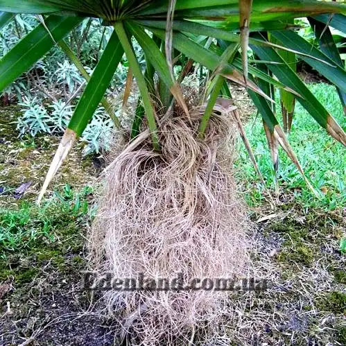 Изображение Коккотринакс волосатый подвид волосатый - Coccothrinax crinita subsp. crinita