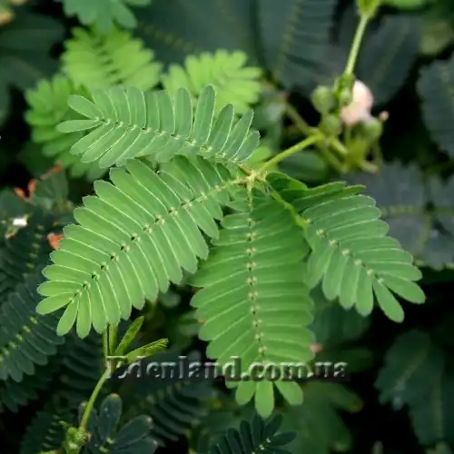 Изображение листья