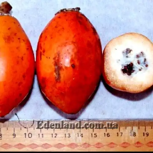 Изображение плоды