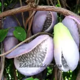 Изображение Акебия пятилисточковая - Akebia quinata