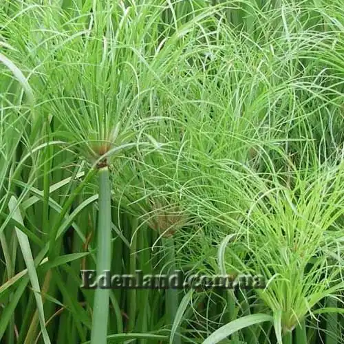 Циперус папірус - Cyperus papyrus