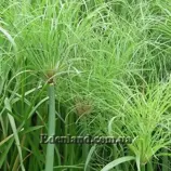 Изображение Циперус папирус  - Cyperus papyrus