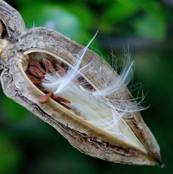 Зображення Криптостегія великоквіткова - Cryptostegia grandiflora
