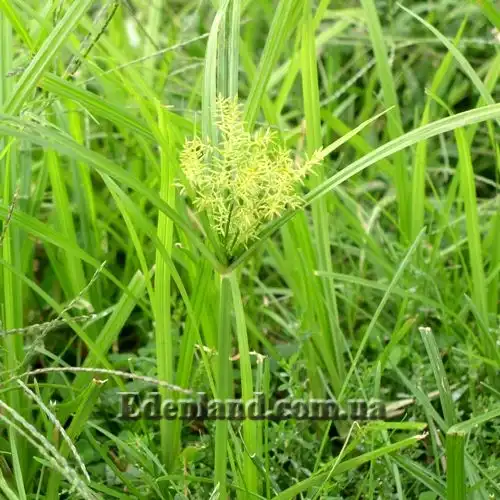 Изображение цветущее растение