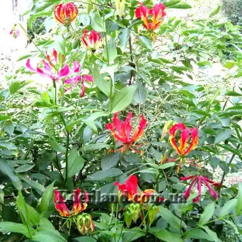 Изображение Глориоза Ротшильда (клубни) - Gloriosa Rothscildiana