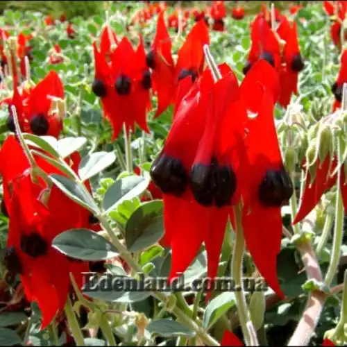 Изображение цветение