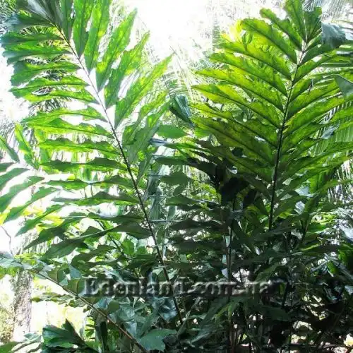 Изображение Валличия (валлихия) продолговатолистная - Wallichia oblongifolia